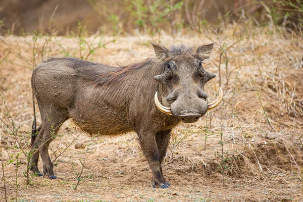 Male Warthog Walking Dry Riverbed — Stock Photo, Image