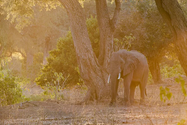 Byk Słoń Przemierzający Lasy Równin Zambesi — Zdjęcie stockowe