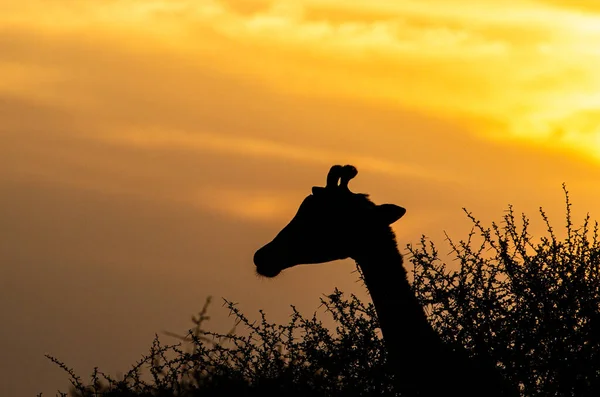 Silhueta Uma Girafa Contra Pôr Sol Dourado África Sul — Fotografia de Stock
