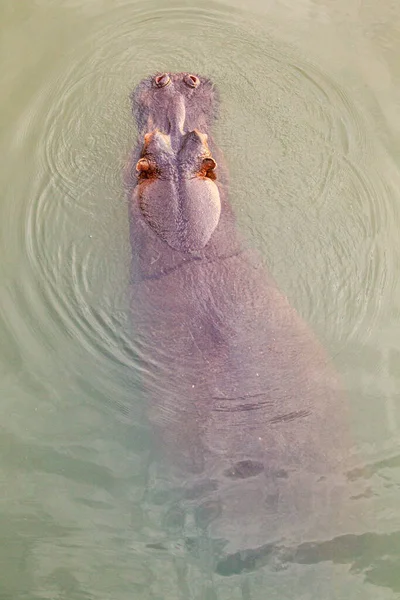 Croisière Hippopotame Sous Pont Dans Parc Kruger — Photo