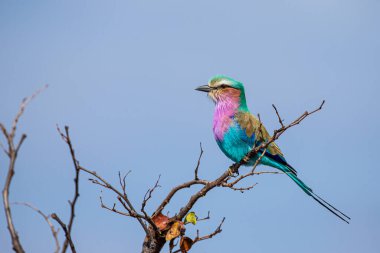 Lilac-breasted roller sits on a branch in South Africa