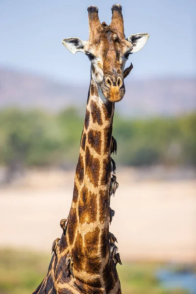 Long Neck Giraffe Packed Red Billed Oxpeckers — Stok fotoğraf