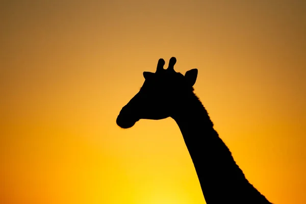 Silhueta Uma Girafa Contra Pôr Sol Dourado África Sul — Fotografia de Stock