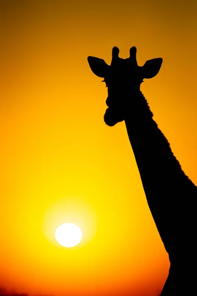 Silhueta Uma Girafa Contra Pôr Sol Dourado África Sul — Fotografia de Stock