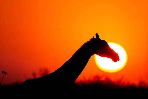 Jirafa Caminando Por Sabana Atardecer — Foto de Stock