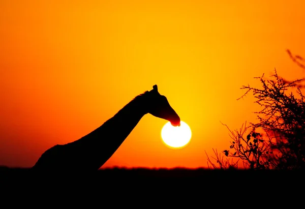 Girafa Caminhando Pela Savana Pôr Sol — Fotografia de Stock