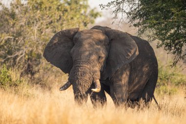 Afrika Boğa Fili dikenli çalıların arasında yürüyor.