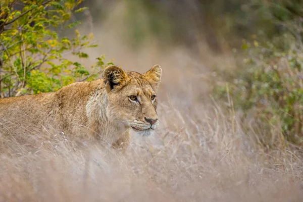 Een Jonge Leeuw Die Door Het Gras Struik Loopt — Stockfoto