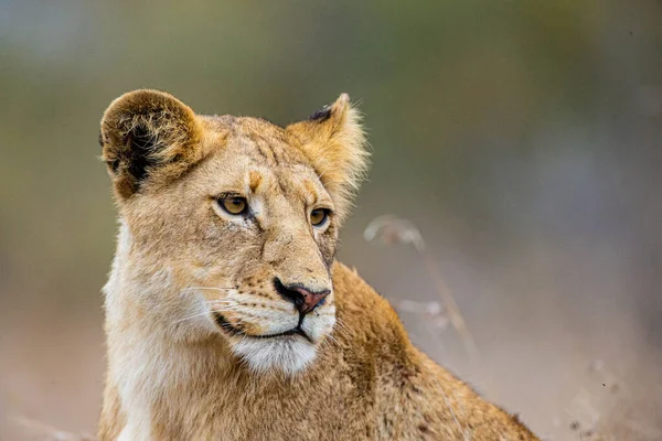 Young Lion Walking Grass Bush — Stock Photo, Image