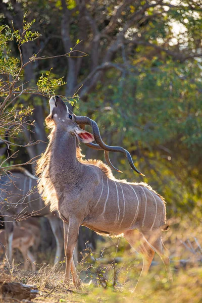 Μεγαλύτερη Kudu Τρέφεται Από Ένα Θάμνο Στο Ηλιοβασίλεμα — Φωτογραφία Αρχείου