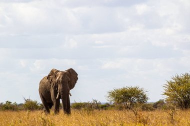 Yalnız Afrika fili kuru bozkırda yürüyor.