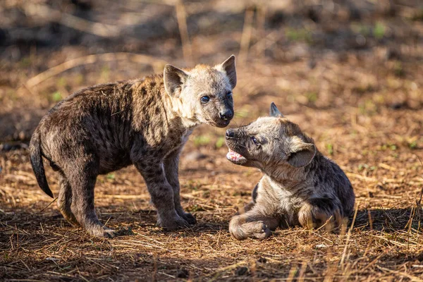 Hiena Cachorro Juega Cerca Entrada Guarida Sudáfrica — Foto de Stock