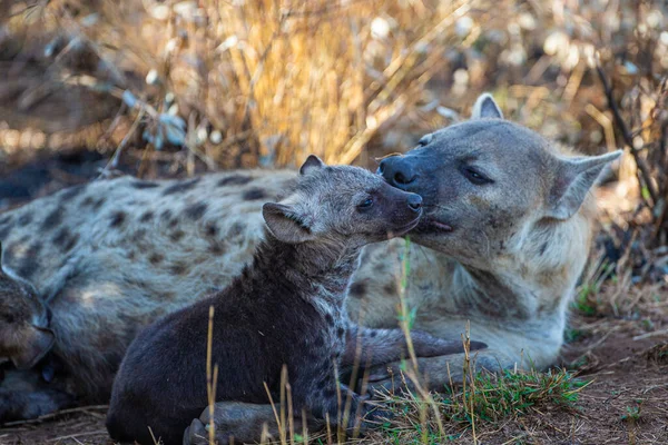 Hyena Cub Plays Entrance Its Den South Africa — Stock Photo, Image