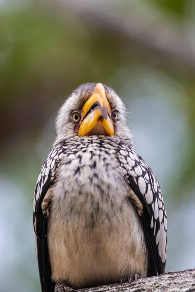 Déli Sárga Számlájú Hornbill Néz Egy Piknik Terület — Stock Fotó