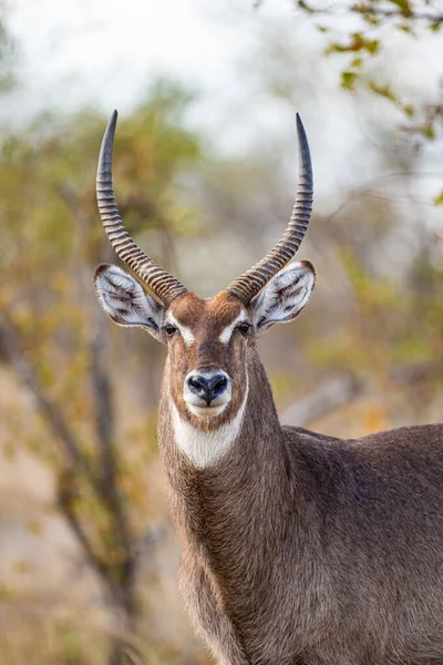 Waterbuck Masculino Vegetação Veld África Sul — Fotografia de Stock