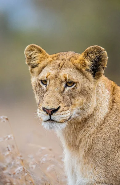 Young Lion Walking Grass Bush — Stock Photo, Image