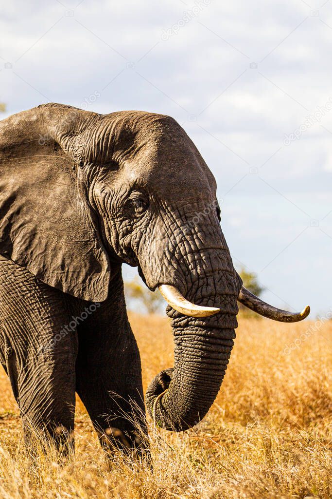 Lone African elephant bull walks through the dry savannah