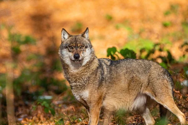 Eurasian Wolf Walks Forests Europe Asia — Stock Photo, Image