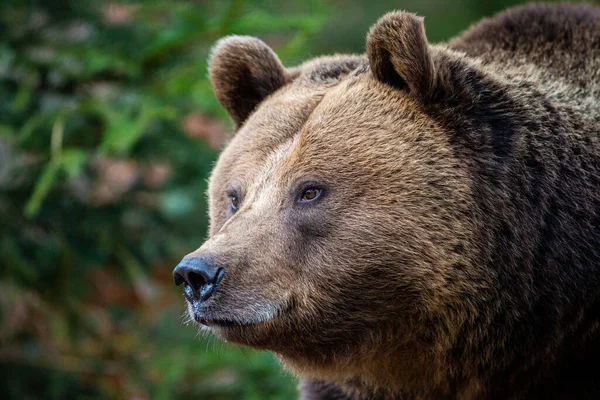 Eurasian Grizzly Bear Walks Forests Europe — Stock Photo, Image