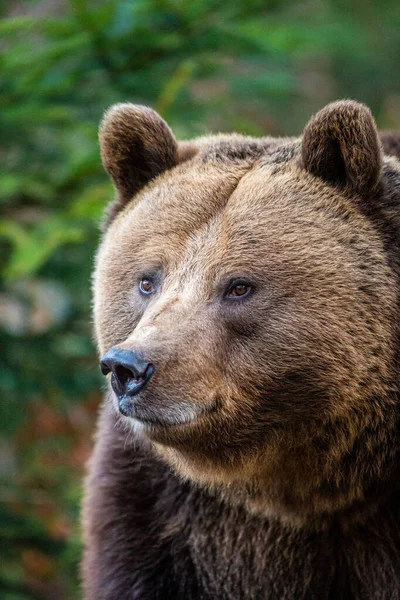 Eurázsiai Grizzly Medve Sétál Európai Erdőkben — Stock Fotó