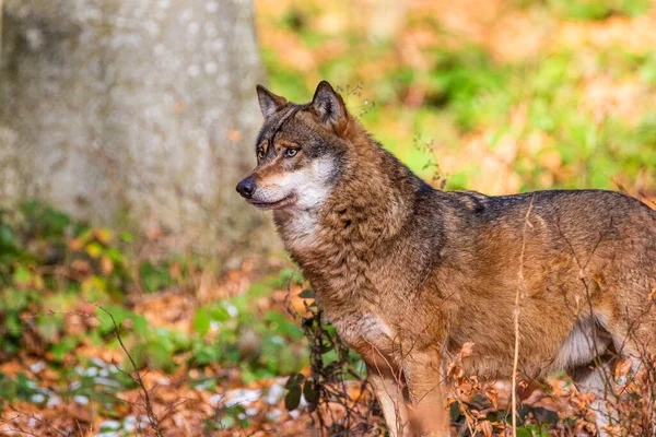 Eurasian Wolf Walks Forests Europe Asia — Stock Photo, Image