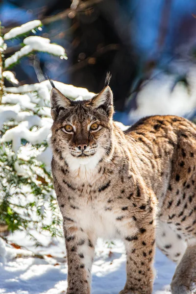 Eurasian Lynx Walks Forests Europe — Stock Photo, Image