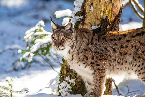 Eurasian Lynx Walks Forests Europe — Stock Photo, Image