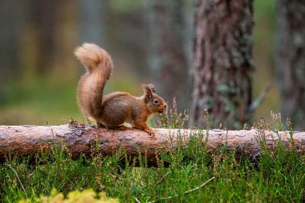 Rode Eekhoorn Loopt Langs Een Dennenboom Schotland — Stockfoto