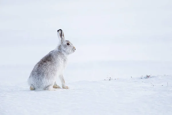 Mountain Hare Sitting Blizzard Scotland — Stock Photo, Image