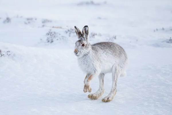 Mountain Hare Sitting Blizzard Scotland — Stock Photo, Image