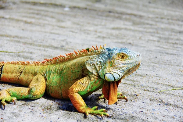 iguana Hayvanat Bahçesi