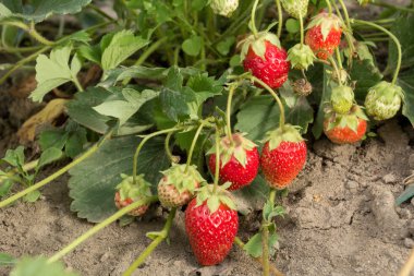 Çok lezzetli, güzel kokulu ve dikkat çekici berry çilek. Çok tatlı ve güzel kokulu hamuru