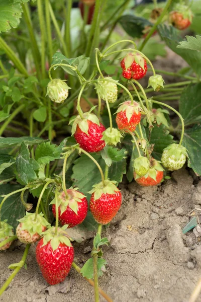 Çok lezzetli, güzel kokulu ve dikkat çekici berry çilek. Çok tatlı ve güzel kokulu hamuru