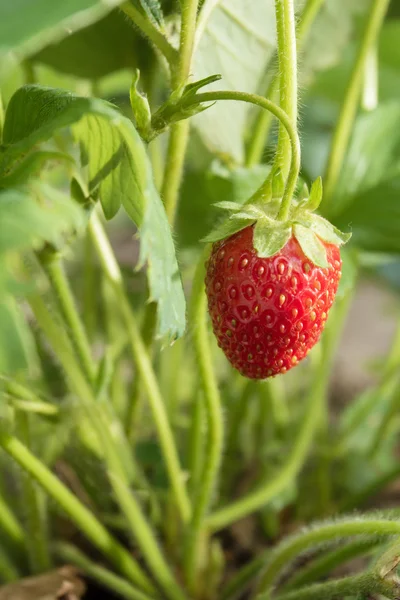 Çok lezzetli, güzel kokulu ve dikkat çekici berry çilek. Çok tatlı ve güzel kokulu hamuru