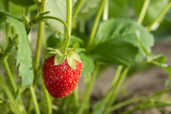 Çok lezzetli, güzel kokulu ve dikkat çekici berry çilek. Çok tatlı ve güzel kokulu hamuru