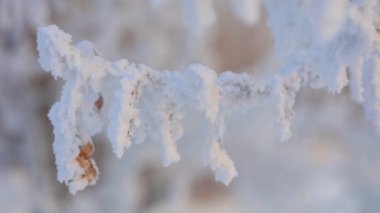 Karla kaplı ağaç dalları yakın plan. Kış manzaralarının makro fotoğrafçılığı. Soğuk ve soğuk kış.