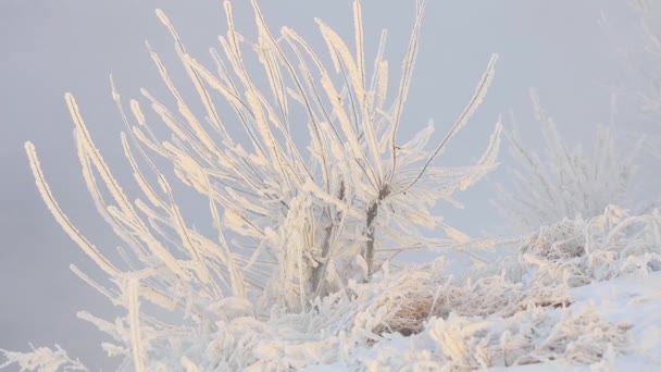 Τα δέντρα καλύπτονται με ένα παχύ στρώμα πάγου το χειμώνα. Όμορφο χειμερινό τοπίο και πολύ χιόνι — Αρχείο Βίντεο