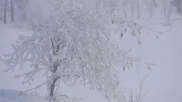 Los árboles están cubiertos con una gruesa capa de heladas en invierno. Hermoso paisaje de invierno y mucha nieve — Vídeos de Stock