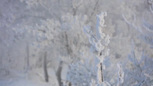 Los árboles están cubiertos con una gruesa capa de heladas en invierno. Hermoso paisaje de invierno y mucha nieve — Vídeos de Stock