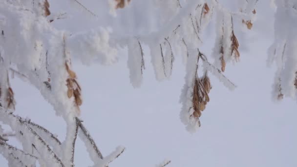 Met sneeuw bedekte boomtakken close-up. Macro fotografie van de winter natuur. — Stockvideo