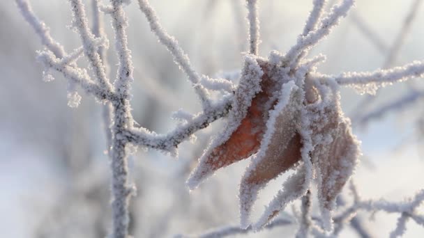 Ветки заснеженных деревьев крупным планом. Макрофотография зимних видов на природу. — стоковое видео
