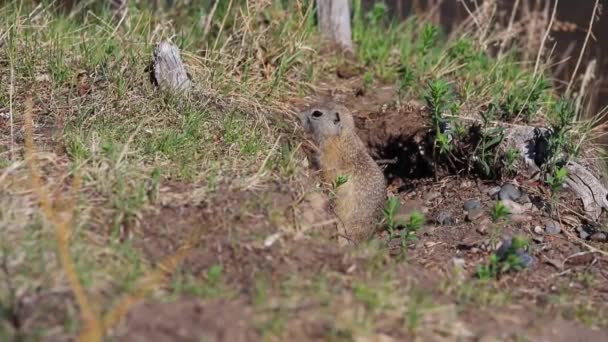 Un jeune écureuil terrestre mange de jeunes pousses de plantes vertes après l'hibernation — Video