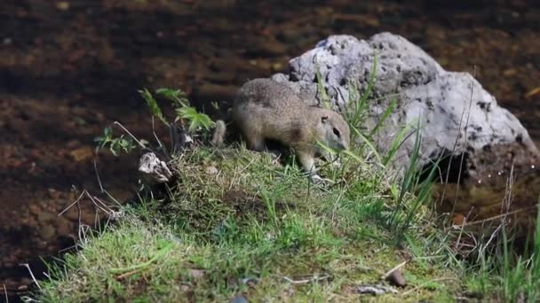 Seekor tupai muda makan tunas muda tanaman hijau setelah hibernasi — Stok Video