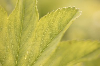 Güzel ve dokulu yeşil yaprak yakın plan..
