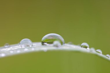 Bir damla ve çimenli güzel bir kompozisyon. Kırılgan bir pipetin üzerine bir damla yağmur
