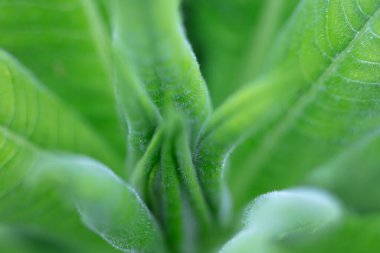 Yeşil çimenler yakın plan. Soyutlama