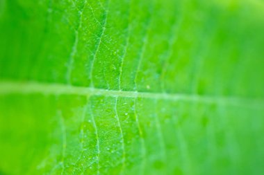 Güzel ve dokulu yeşil yaprak yakın plan..