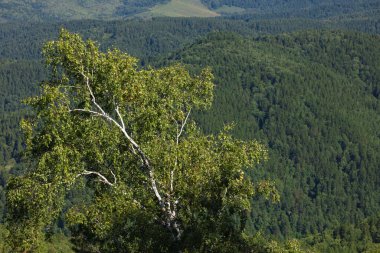 Huş ağaçlarının çok güzel panoramik manzarası var.