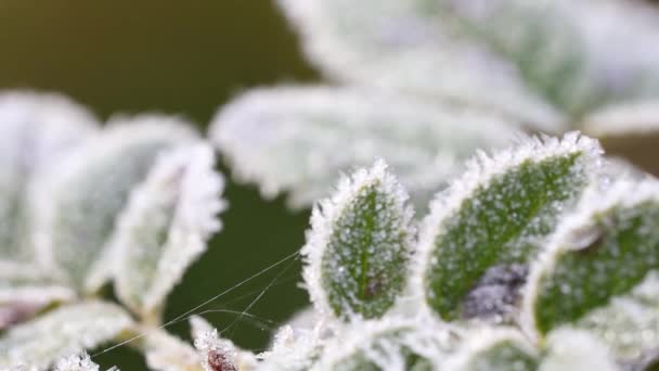 Ledový zářijový den a bílý mráz na zelených listech zblízka. První mrazy — Stock video