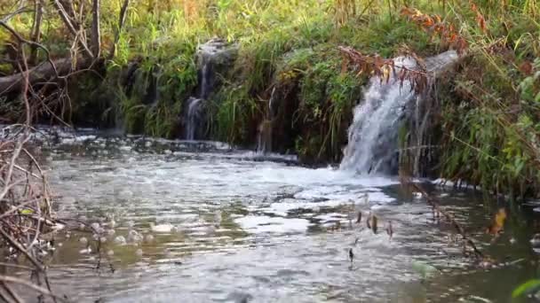 Våröversvämning. Knorren i en liten flod under en vårflod en solig dag — Stockvideo